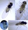 Asteia amoena